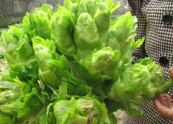 蔬菜|叫头子是什么菜