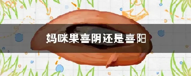 妈咪果喜阴还是喜阳