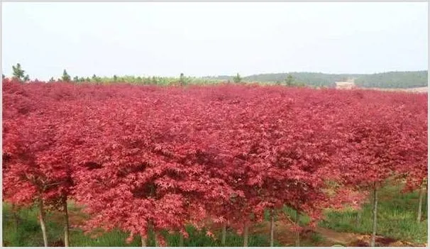 在农村种植美国红枫前景好吗？经济效益怎样？ | 养殖赚钱项目