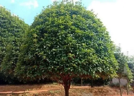 种植前景|种植桂花树赚钱吗 种植前景如何