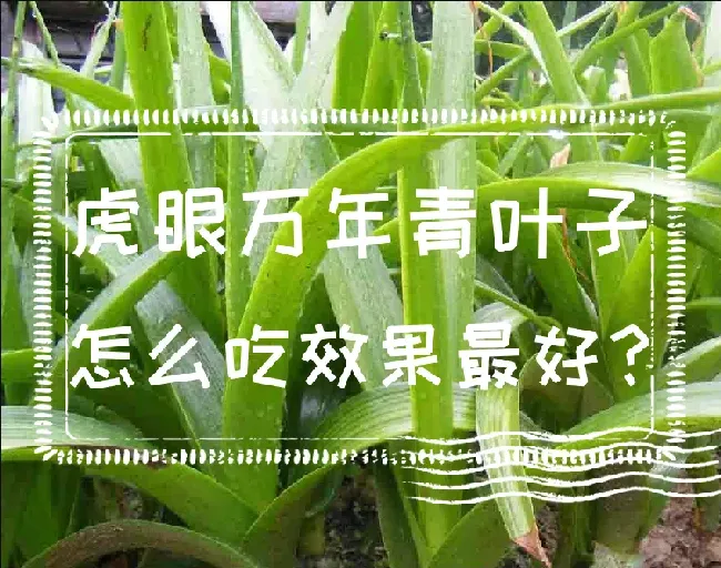 虎眼万年青叶子怎么吃效果最好？食用虎眼万年青注意事项