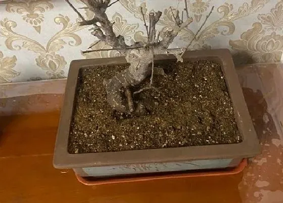 种植前景|种植盆景赚钱吗 种植前景与利润怎么样