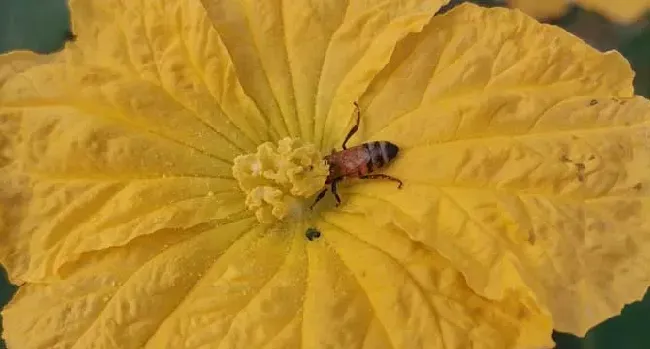 被大蜜蜂蛰了有毒吗