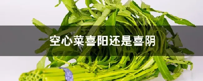 空心菜喜阳还是喜阴