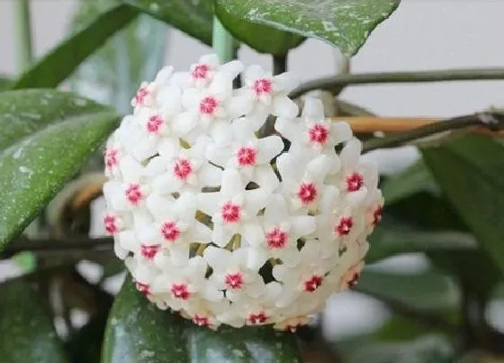 养花|朝北阳台适合种什么花 北阳台种什么花卉植物好