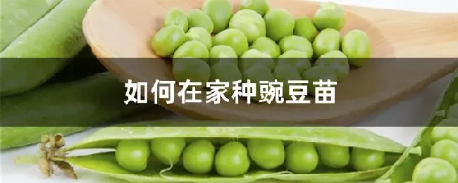 如何在家种豌豆苗