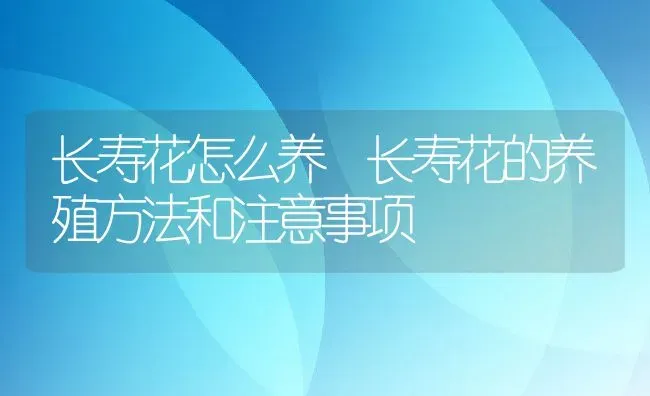 长寿花怎么养 长寿花的养殖方法和注意事项 | 养殖资料投稿