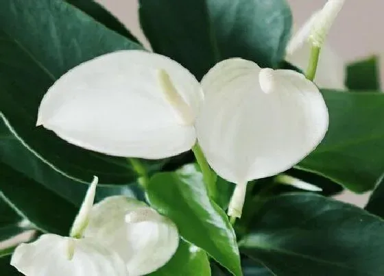 养花|玄关适合种什么花