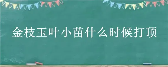 金枝玉叶小苗什么时候打顶