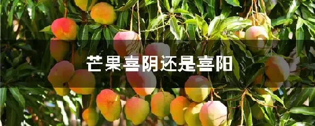 芒果喜阴还是喜阳