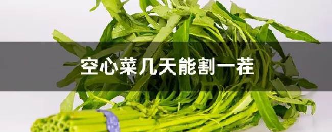 空心菜几天能割一茬