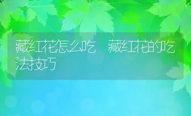 藏红花怎么吃 藏红花的吃法技巧 | 养殖资料投稿