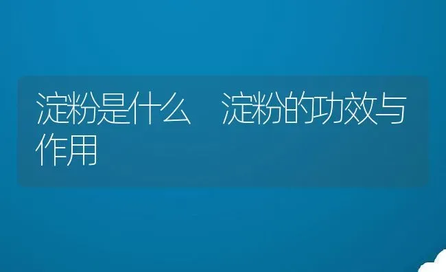 淀粉是什么 淀粉的功效与作用 | 养殖资讯