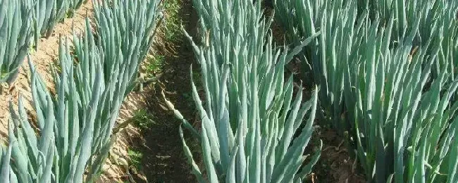 春季露地种植什么蔬菜