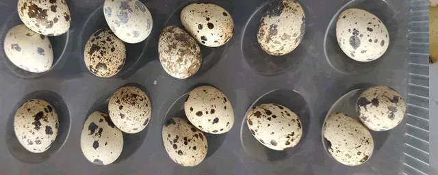 鹌鹑的养殖前景怎么样