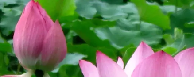 荷花冬天放在室内能开花吗？荷花冬天放室内会开么