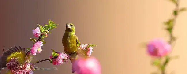 金丝雀吃什么
