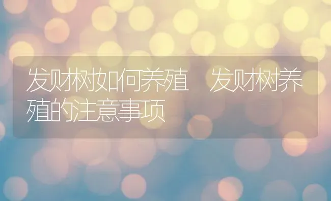 发财树如何养殖 发财树养殖的注意事项 | 养殖资料投稿