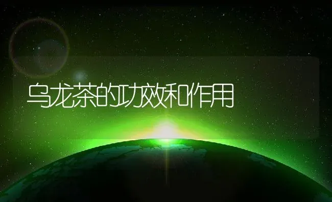 乌龙茶的功效和作用 | 养殖资料投稿