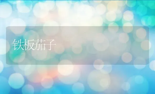 铁板茄子 | 养殖资料投稿