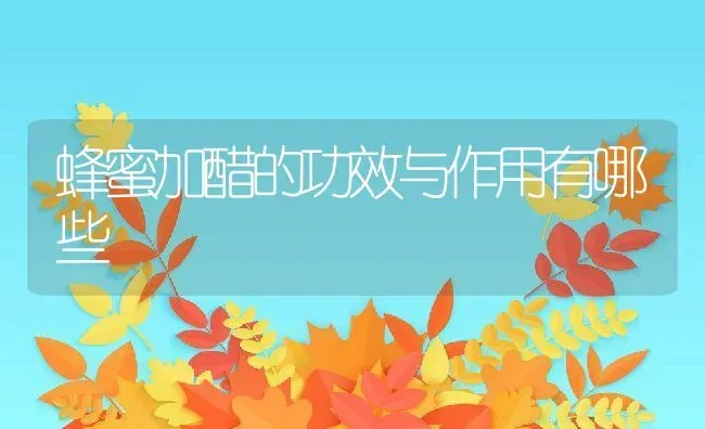 蜂蜜加醋的功效与作用有哪些 | 养殖资料投稿