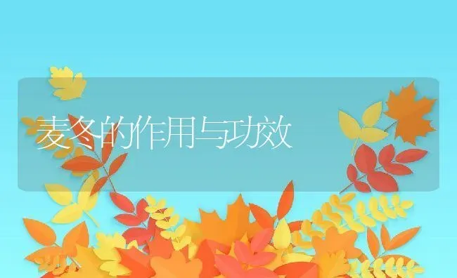 麦冬的作用与功效 | 养殖资料投稿