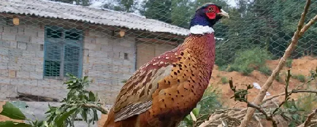 山鸡怎么去毛