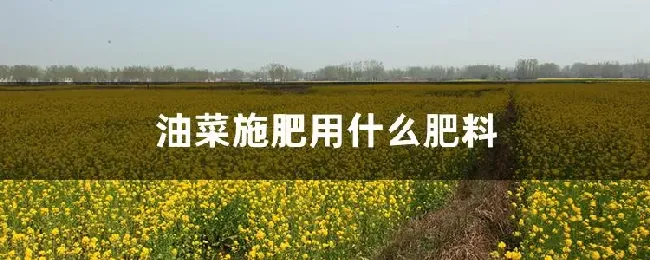 油菜施肥用什么肥料