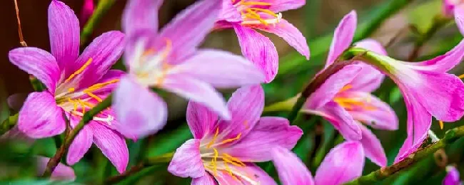 风雨兰的花期？