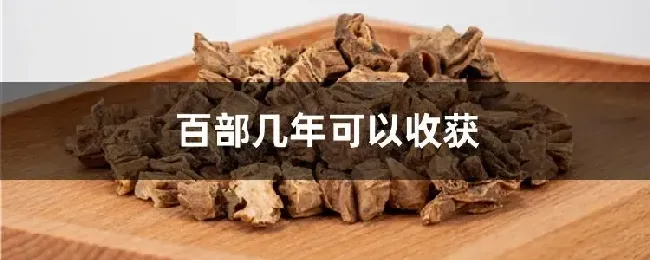 百部几年可以收获