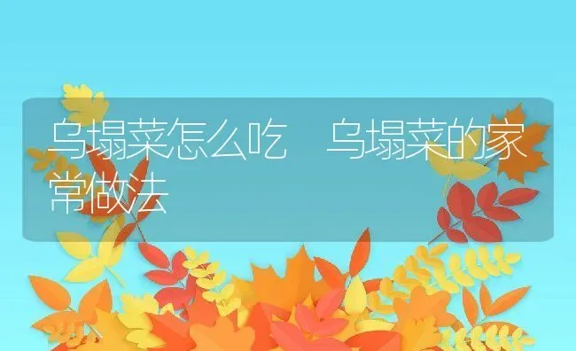 乌塌菜怎么吃 乌塌菜的家常做法 | 养殖资料投稿