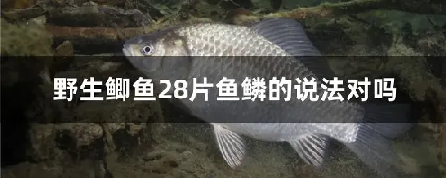 野生鲫鱼28片鱼鳞的说法对吗