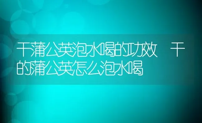 干蒲公英泡水喝的功效 干的蒲公英怎么泡水喝 | 养殖资料投稿