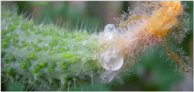 治灰霉病的农药特效药有哪些 | 养殖项目前景