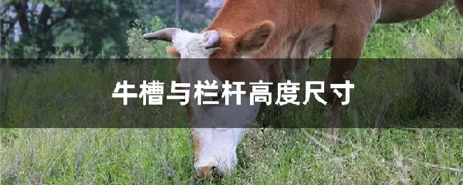 牛槽与栏杆高度尺寸