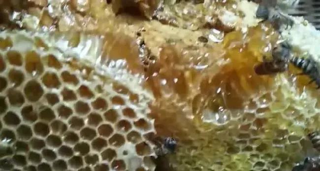 真正土蜂蜜多少钱一斤？