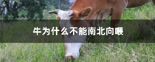 牛为什么不能南北向喂