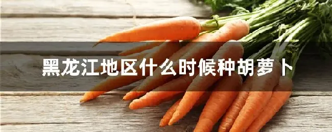 黑龙江地区什么时候种胡萝卜