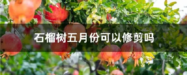 石榴树五月份可以修剪吗