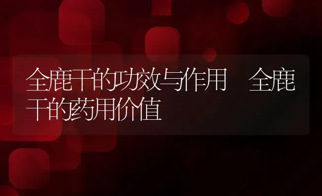 全鹿干的功效与作用 全鹿干的药用价值 | 养殖资料投稿