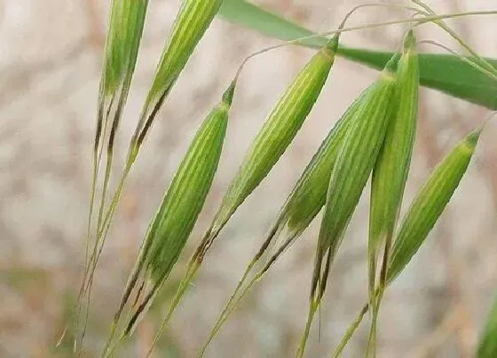 种植前景|燕麦亩产量一般多少斤 种植燕麦市场行情及收入