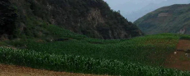 玉米心叶打卷打什么药好