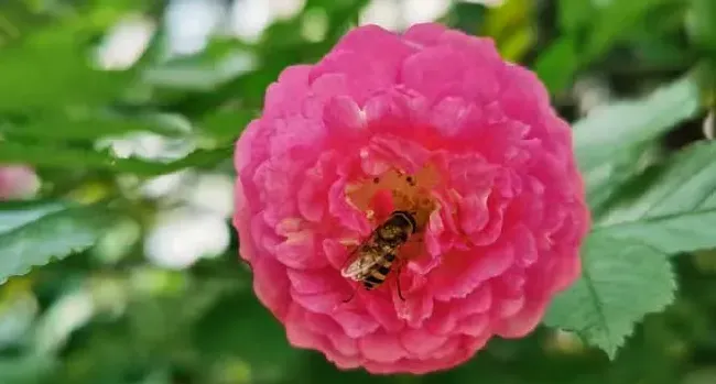 被大蜜蜂蛰了有毒吗