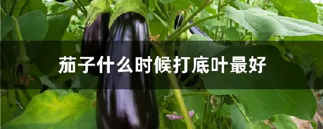 茄子什么时候打底叶最好