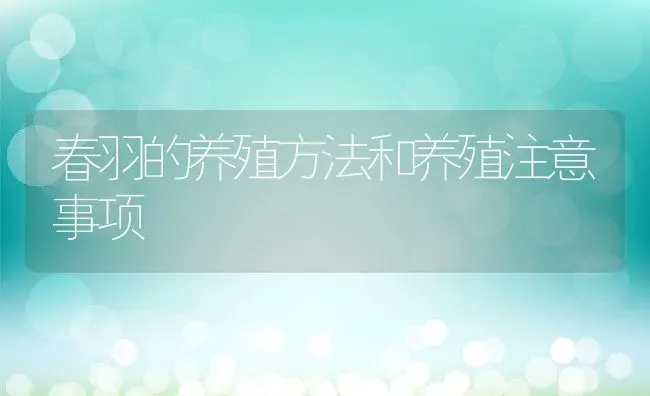 春羽的养殖方法和养殖注意事项 | 养殖资料投稿