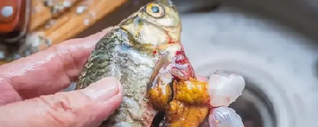 鱼内脏怎么处理成鸡饲料怎么做成花肥