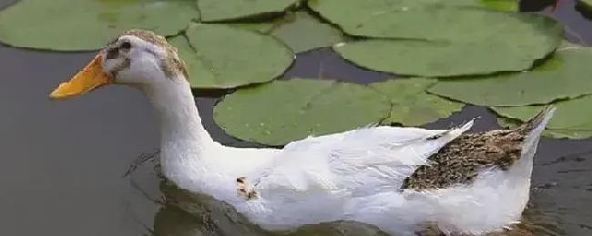 蛋鸭感冒的症状与治疗