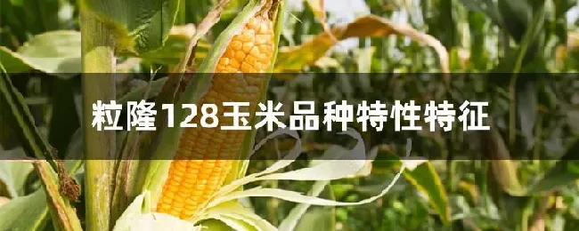 粒隆128玉米品种特性特征