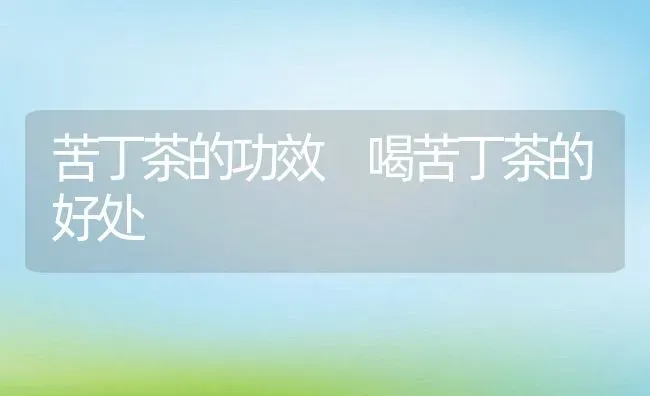 苦丁茶的功效 喝苦丁茶的好处 | 养殖资料投稿