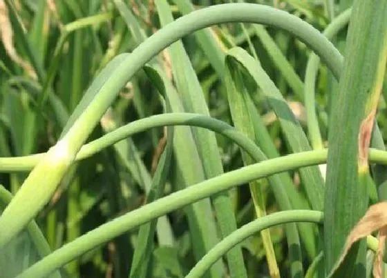 种植前景|河南蒜苔什么时候收获 几月份收获